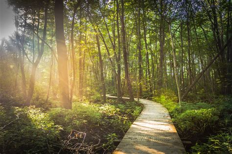 Free Images Tree Nature Path Pathway Grass Wilderness Light