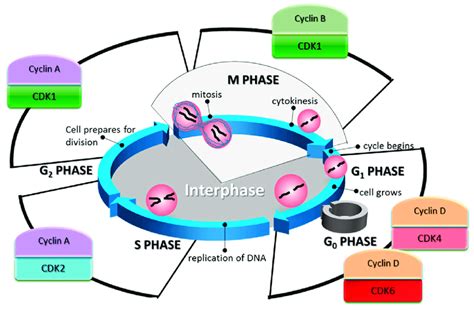 The Cell Cycle Phases And Their Associated Cyclin Dependent Kinases