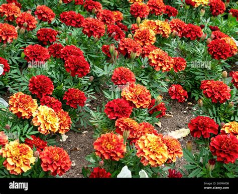 African Marigolds Hi Res Stock Photography And Images Alamy