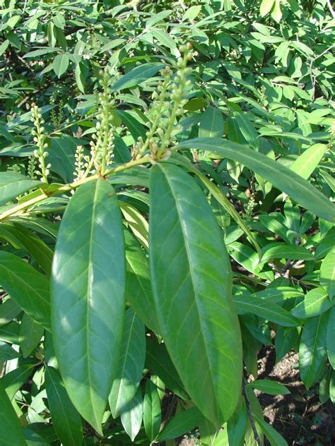 Prunus laurocerasus (Cherry Laurel, English Laurel) | North Carolina Extension Gardener Plant ...