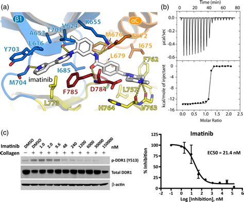 Ddr1 Binding And Inhibition By Imatinib A Interactions Of Imatinib Download Scientific