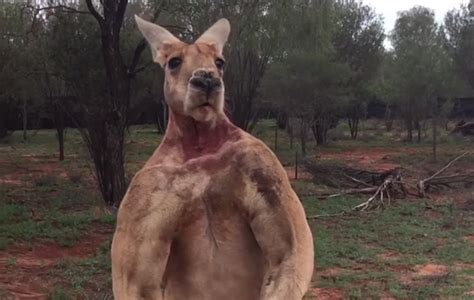 Roger the Famously Muscular Kangaroo Dies at 12 Years Old - Thrillist