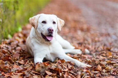 Los 16 mejores perros de compañía Fotos