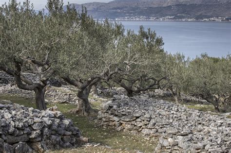 Slobodna Dalmacija Hrvatsko Maslinovo Ulje U Samom Svjetskom Vrhu