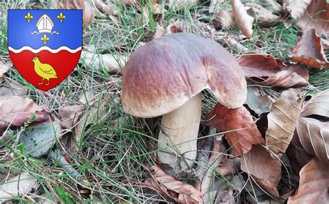 Coins à champignons en Charente Maritime Chasseurs de champignons