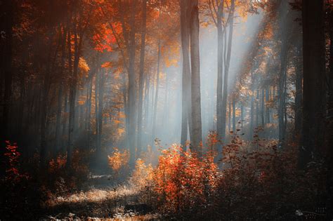 Forest Stage By Ildiko Neer 500px