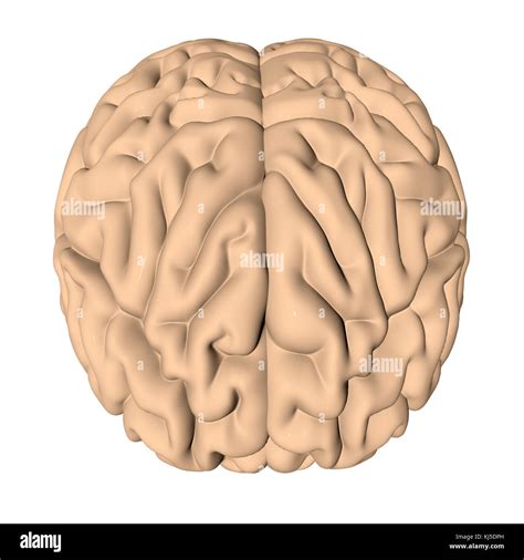 Anatomie Humaine D Banque De Photographies Et Dimages Haute