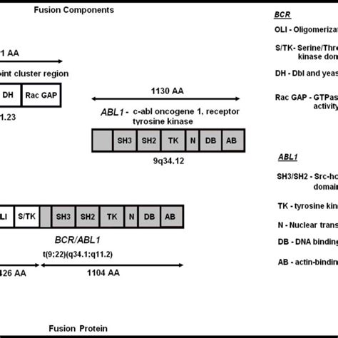 A Schematic Diagram Representing The Bcr Abl Fusion Protein Only