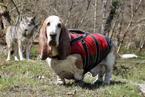 Insolite Le Cani Rafting D Barque Chez Tom Rafting Dans Les Hautes