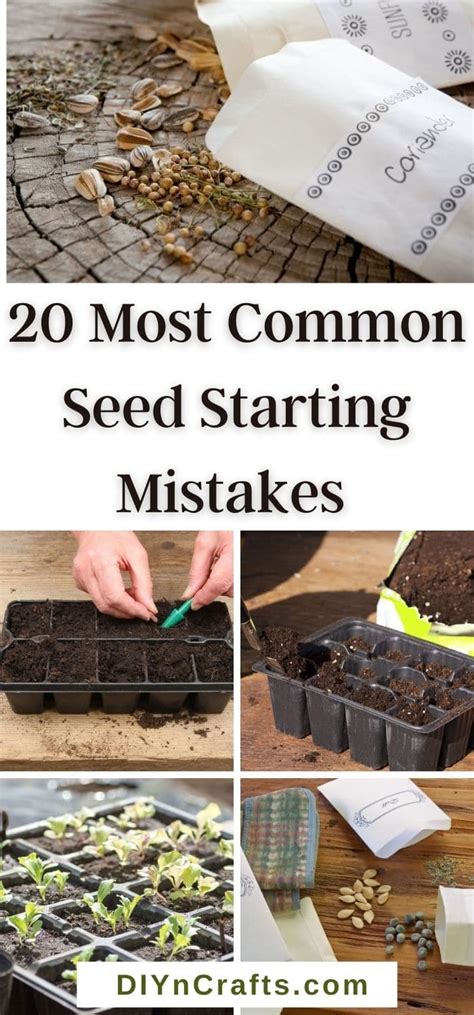 20 Most Common Seed Starting Mistakes and How to Avoid Them 