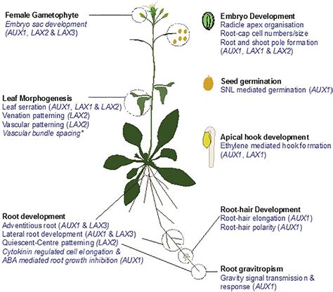 Frontiers Developmental Roles Of Aux Lax Auxin Influx Carriers In Plants