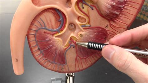 Large Kidney Model (Quick Walkthrough) - YouTube