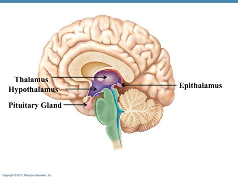 Ppt The Central Nervous System Powerpoint Presentation Free Download