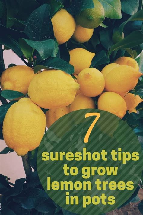 The 7 sure shot tips you need to grow lemon tree in a pot