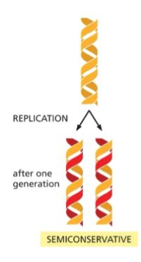 Cell Bio CH 6 DNA Replication Repair And Recombination Flashcards