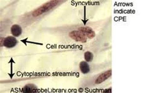 Bacteriology 2 Week 5 Dna Viruses Flashcards Quizlet