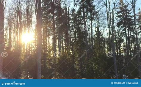 Beautiful Scenery of a Peaceful Sunrise in the Forest Stock Video - Video of nature, countryside ...