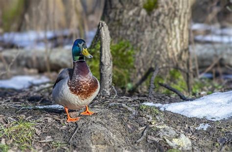 Pato Real Aves Acuáticas Foto gratis en Pixabay Pixabay