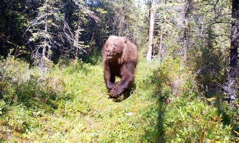 Giant Yukon Grizzly Bear Provides Riveting Trail Cam Moment Yahoo Sports