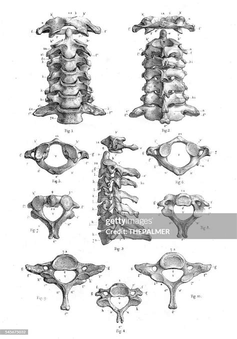 Cervical Vertebrae Anatomy Illustration 1866 High-Res Vector Graphic ...