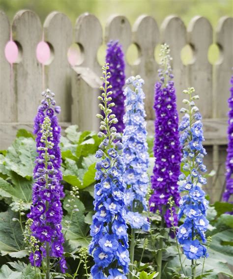 10 best English garden plants to suit for every climate | Homes & Gardens