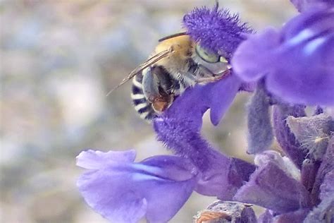 California Digger Bee Anthophora Californica AHS Campus Flickr