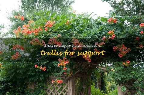 How To Use A Trellis For Supporting A Trumpet Vine Shuncy