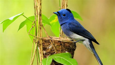 A sweet blue and white bird on nest