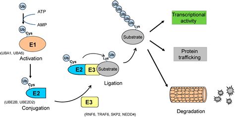 Ubiquitination Pathway