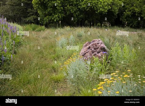 Rock Boulder Rain Garden Swale Hi Res Stock Photography And Images Alamy