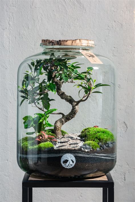 Startseite Tiny Gardens Gartenterrarium Sukkulententerrarium