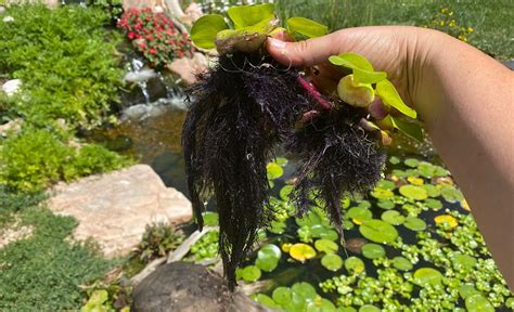 Water Hyacinth - a workhorse in a Colorado pond | Colorado Pond Pros