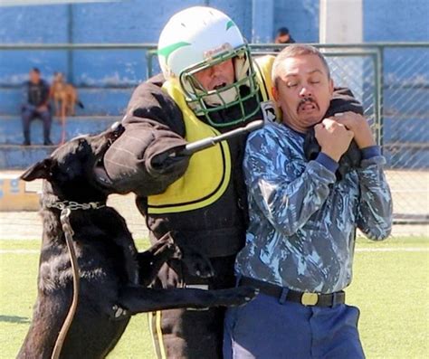 Guarda Municipal de Valparaíso realiza treinamento cães da coorporação