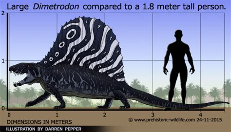 Dimetrodon Size By Frylock921 On Deviantart