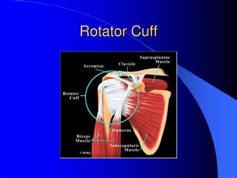 Anatomy Of The Rotator Cuff - romthis