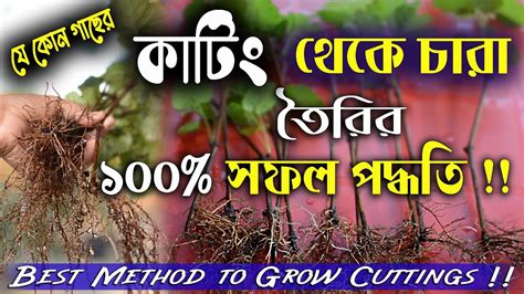 কাটিং থেকে চারা তৈরির ১০০ সফল পদ্ধতি Best Method To Grow Cuttings