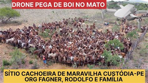 Drone Pega De Boi No Mato S Tio Cachoeira De Maravilha Cust Dia Pe Org