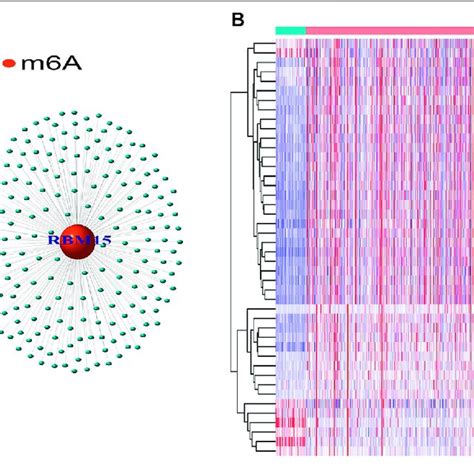 Screening Of Hub Lncrnas A Network Of The Selected M A Related