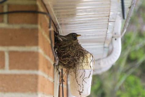 Proven Ways How To Stop Birds From Nesting In The Gutter Into Yard