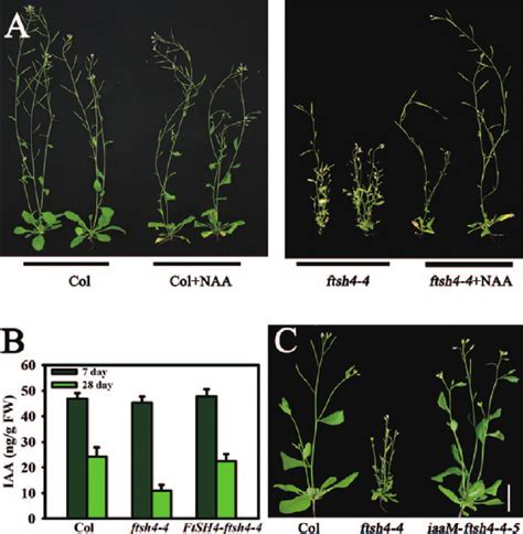 Excess Auxin