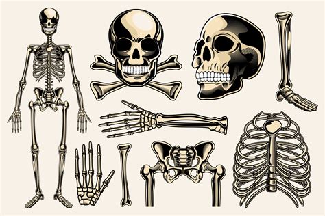 Skeleton Vector Pack Illustrations Design Bundles