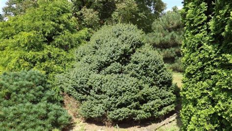 Picea Omorika Nana Dwarf Serbian Spruce The Dawes Arboretum