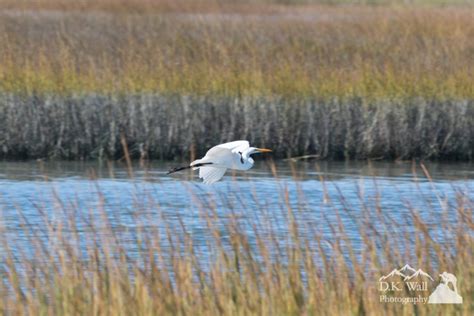 Huntington Beach State Park Bird Photography | D.K. Wall