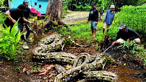 DETIK DETIK PENANGKAPAN ULAR PYTHON BESAR RAJA HUTAN KALIMANTAN