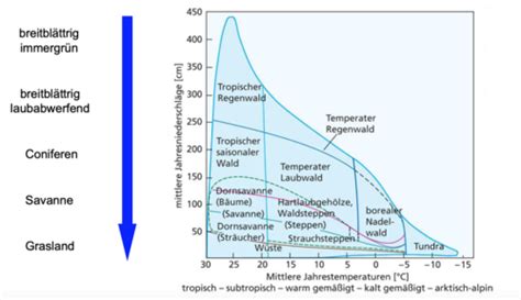 Ökosystem Wald Flashcards Quizlet