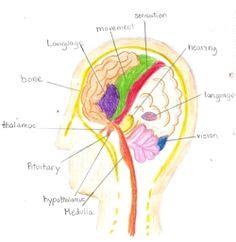 22 ideas de 7mo grado séptimo grado fisiología educación waldorf