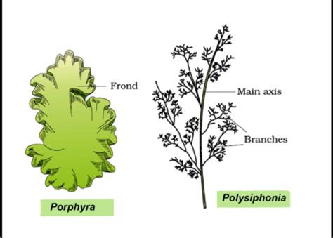 Algae Salient Features Classification In Biology Definition Types And Importance Of Algae