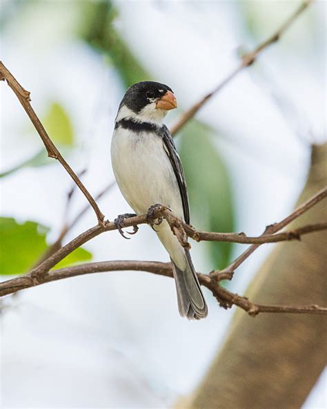 Foto Golinho Sporophila Albogularis Por Sergio Reoli Wiki Aves A