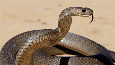 Man Bites Snake