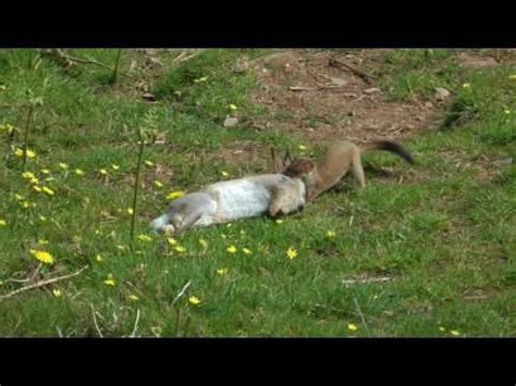 Stoat hunting a Rabbit : r/natureismetal